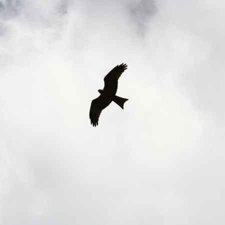 silhouette of bird flying