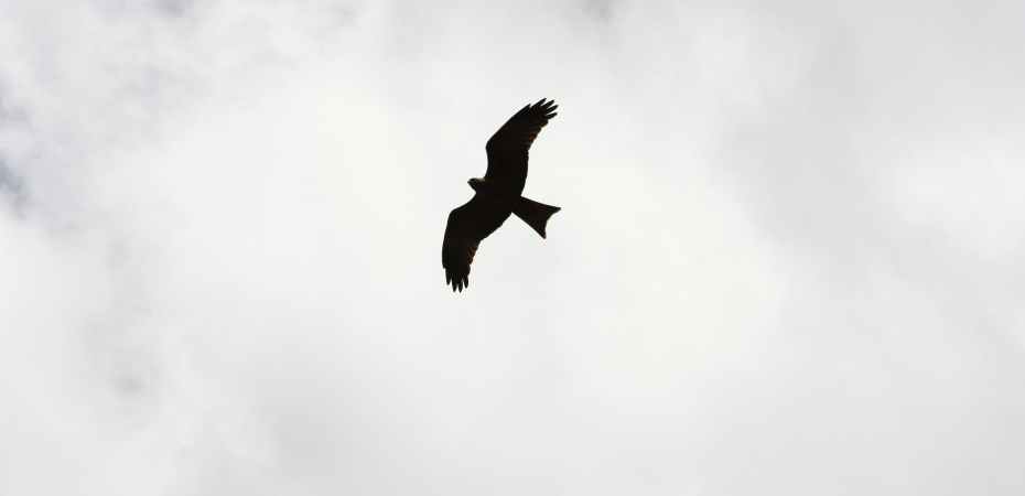 silhouette of bird flying